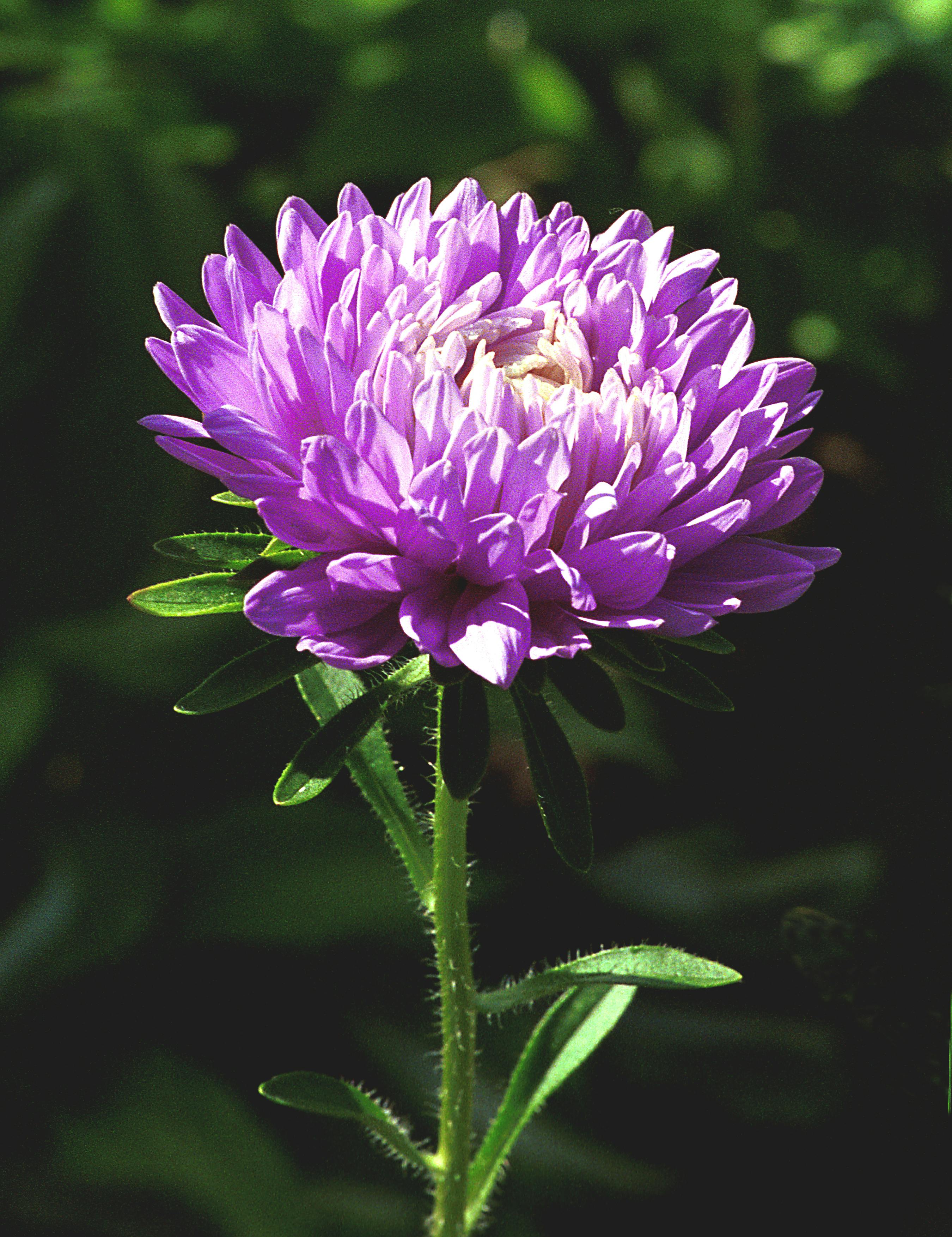 Beautiful close-up of a purple aster flower blooming in natural sunlight.