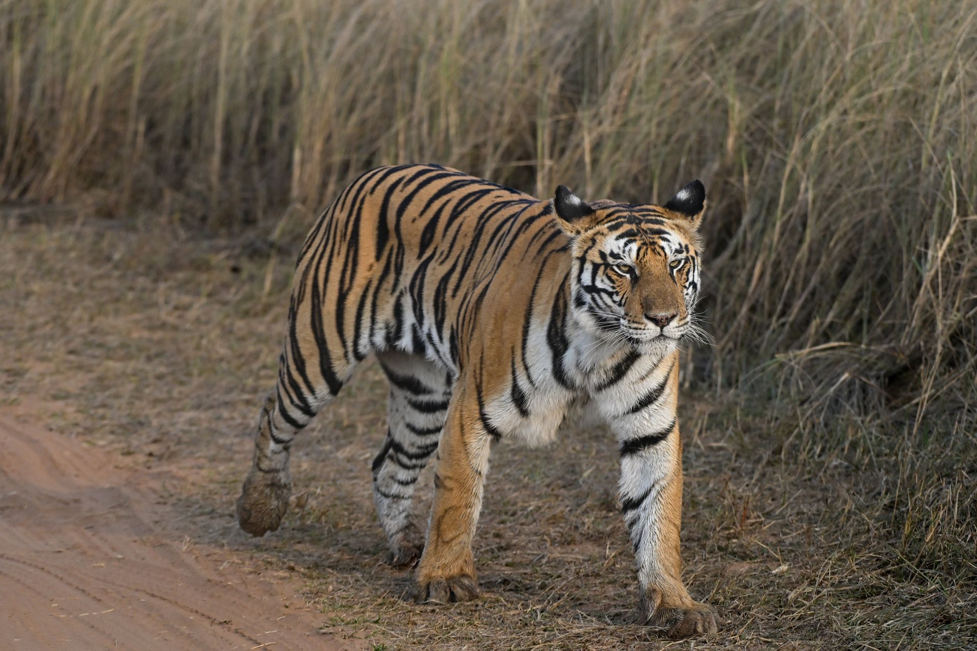 Bengal tiger gracefully walking through the wild grasslands, showcasing strength and elegance.