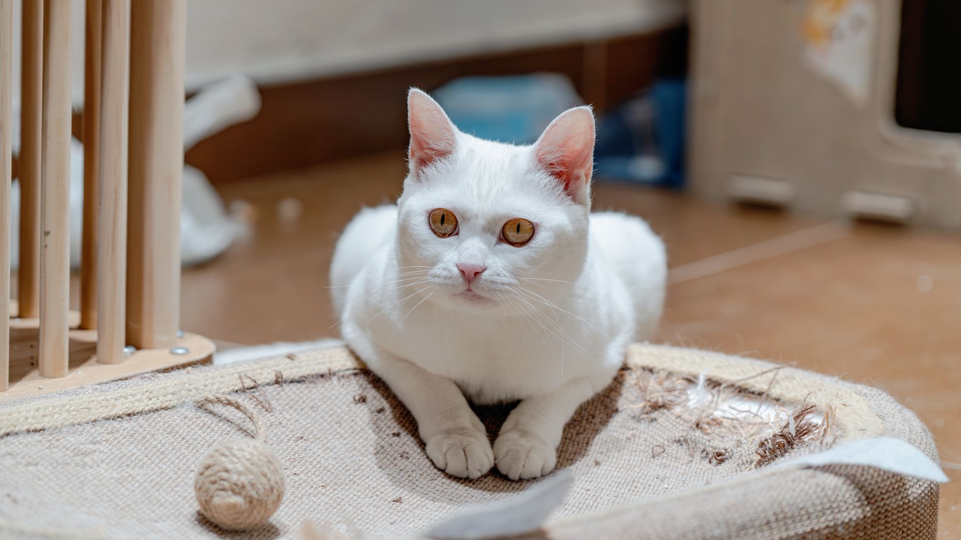 Best Top Cat Scratching Pads Under $30 (2026) – Durable, Affordable Picks That Cats Actually Use