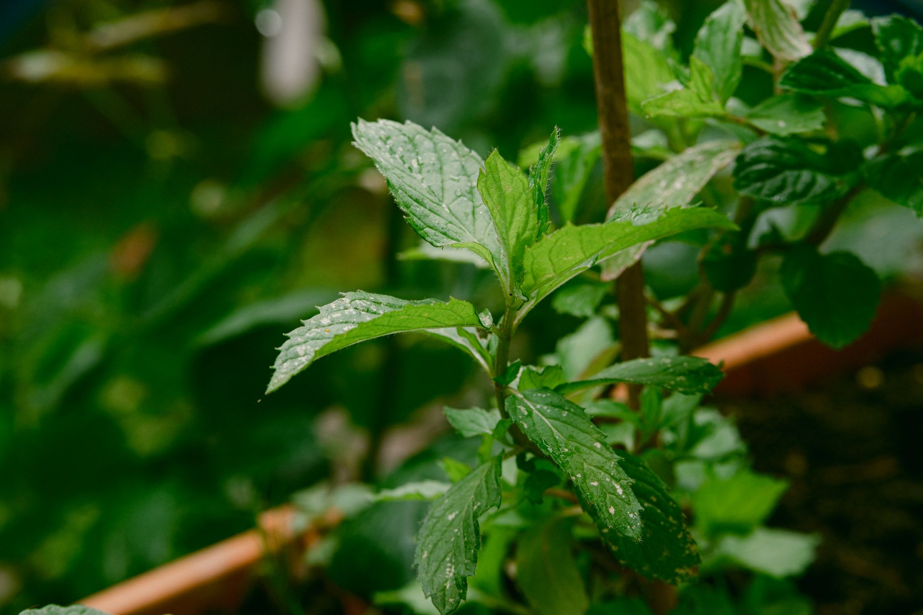 Mint and basil pots — Dicas da Vovó