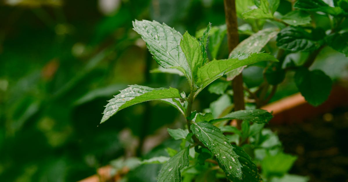 Menthe poivrée vs menthe verte : laquelle choisir ?