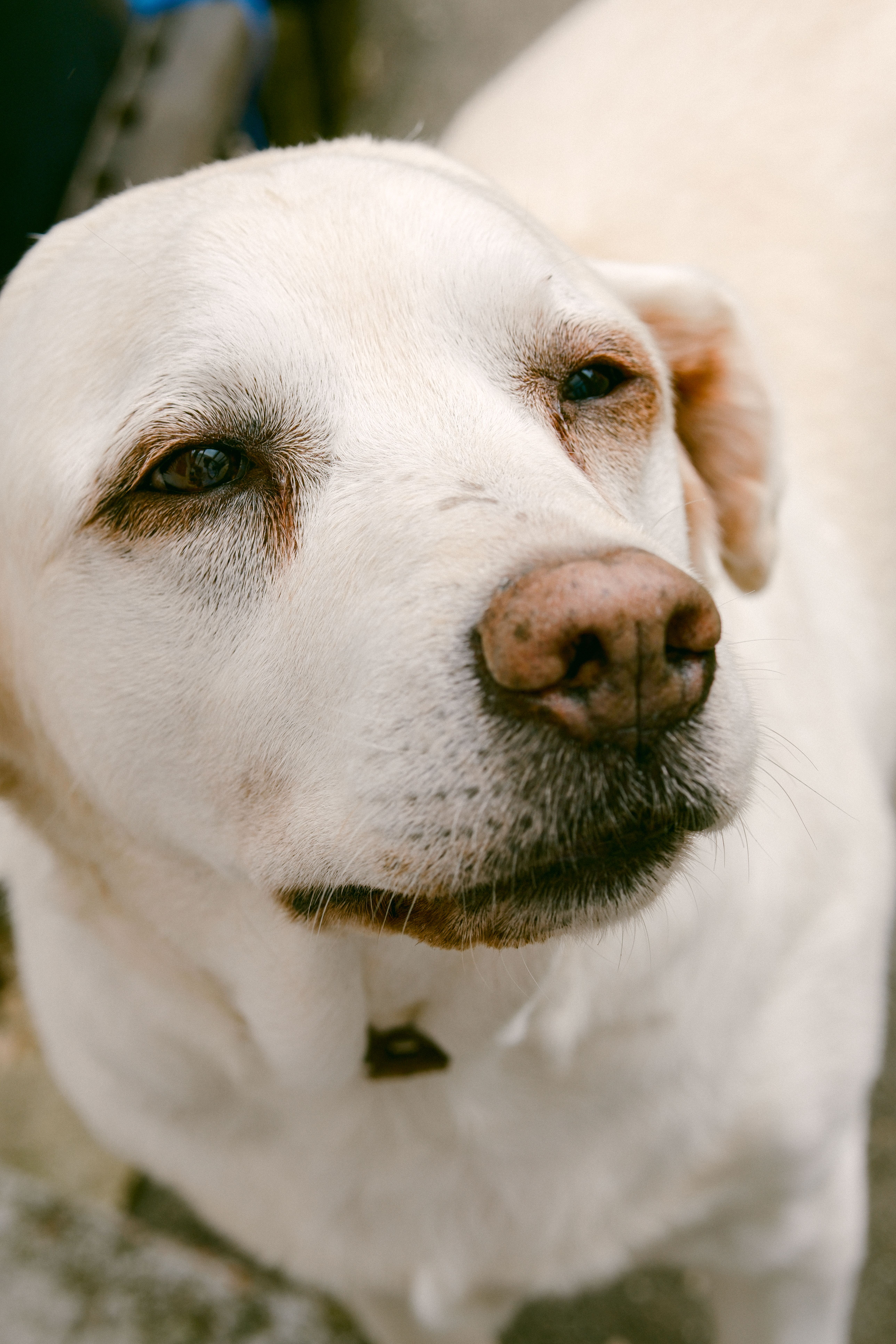 Gerçek Labrador Retriever köpeği portresi