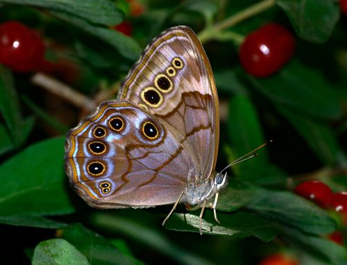 Free A pearly-eye butterfly rests gracefully on a leaf with red berries nearby. Stock Photo