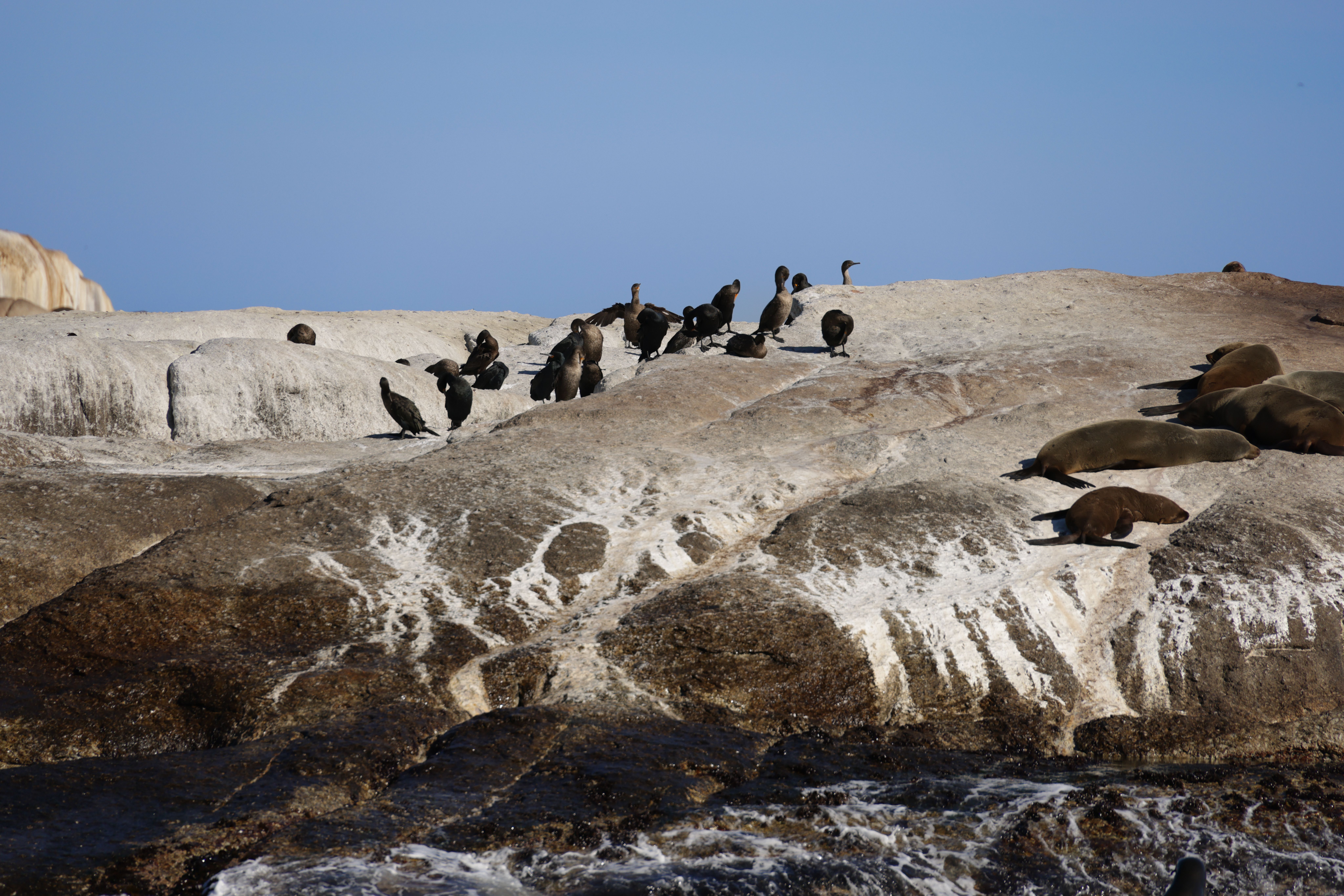 Walk the Cliff Path for whales
