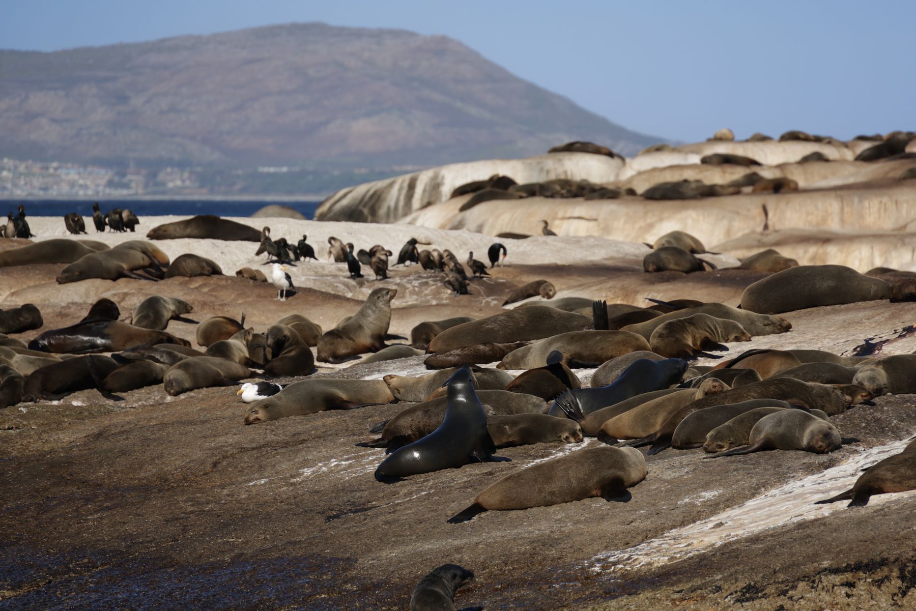 Simon's Town in October: Penguin Colony and Coastal Walks