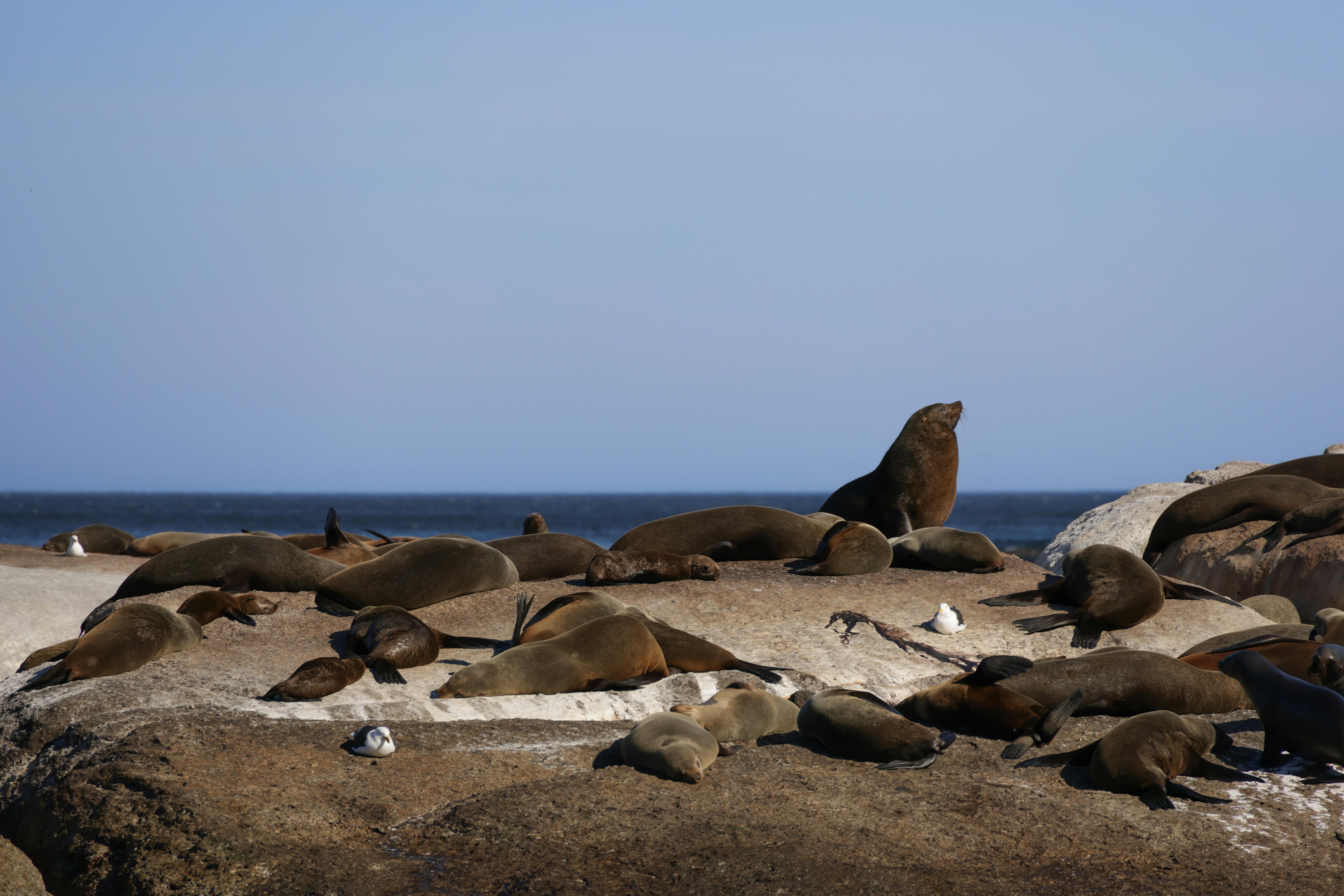 Group of sea lions lounging on rocks by the ocean under clear blue skies.