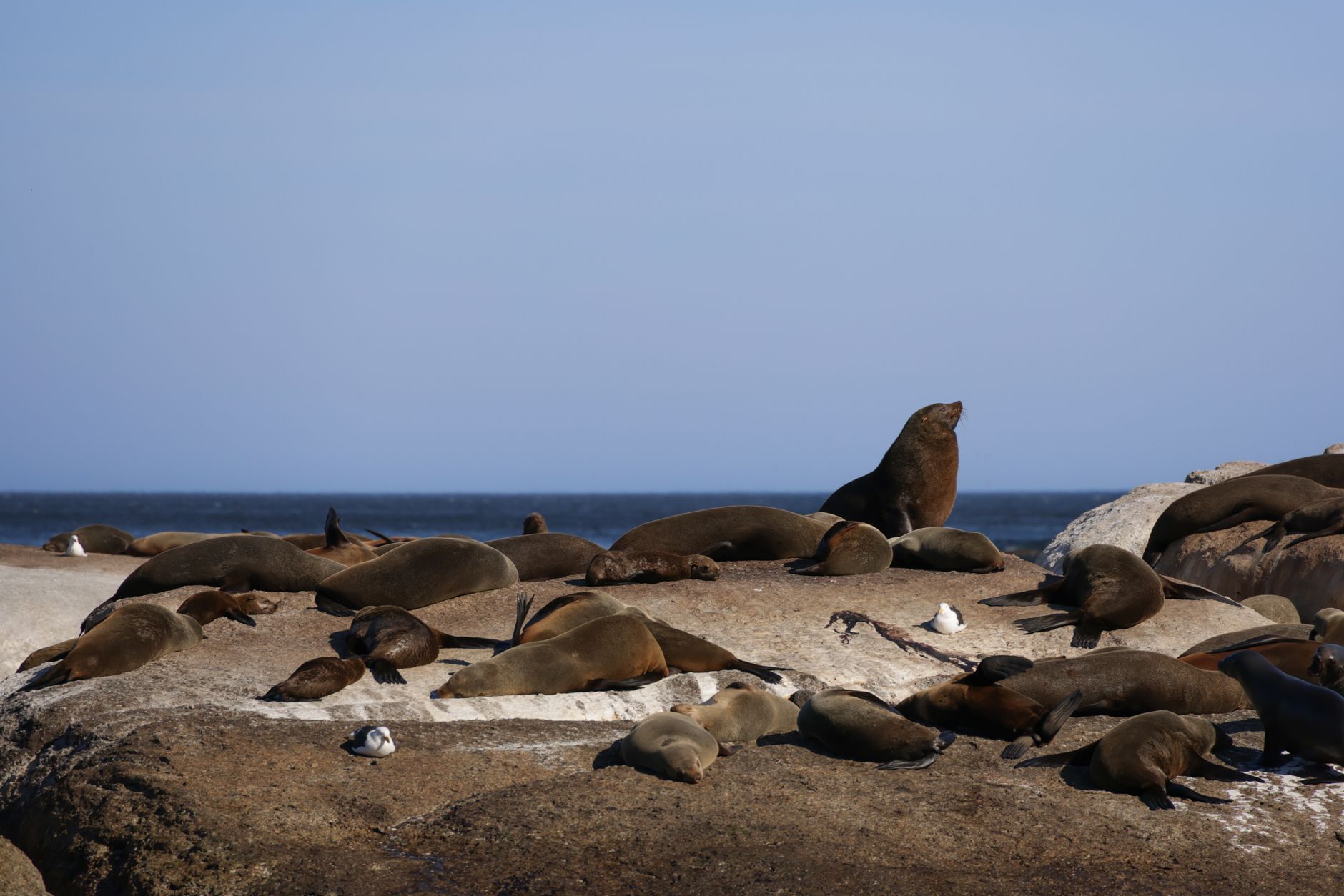 Group of sea lions lounging on rocks by the ocean under clear blue skies.