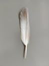 Elegant Pigeon Feather Against Neutral Background