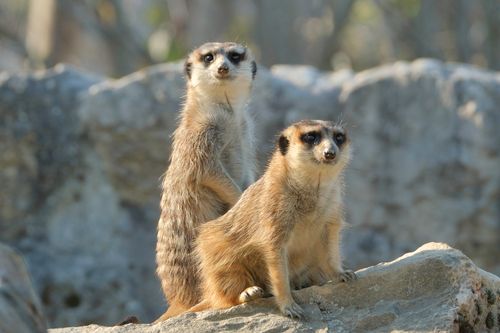 Free Two meerkats standing on rocks, displaying attentive behavior in a natural outdoor setting. Stock Photo