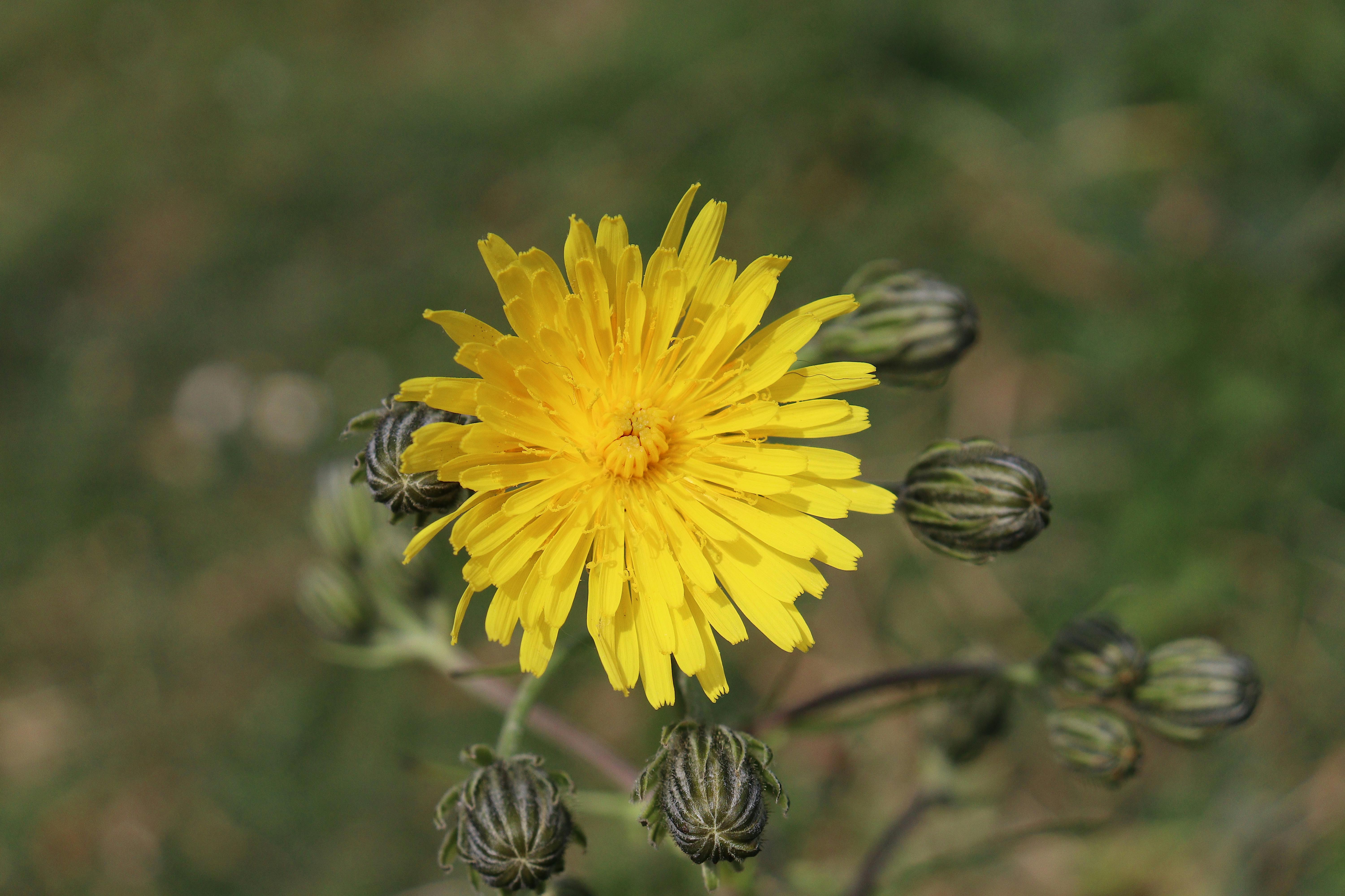 [ColoSach]-a-detailed-shot-of-a-blooming-yellow-dandelion-(taraxacum)-with-buds,-capturing-nature's-beauty.
