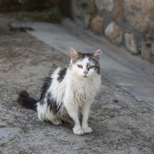 Free A fluffy black and white cat sits calmly on a concrete pavement beside a stone wall. Stock Photo