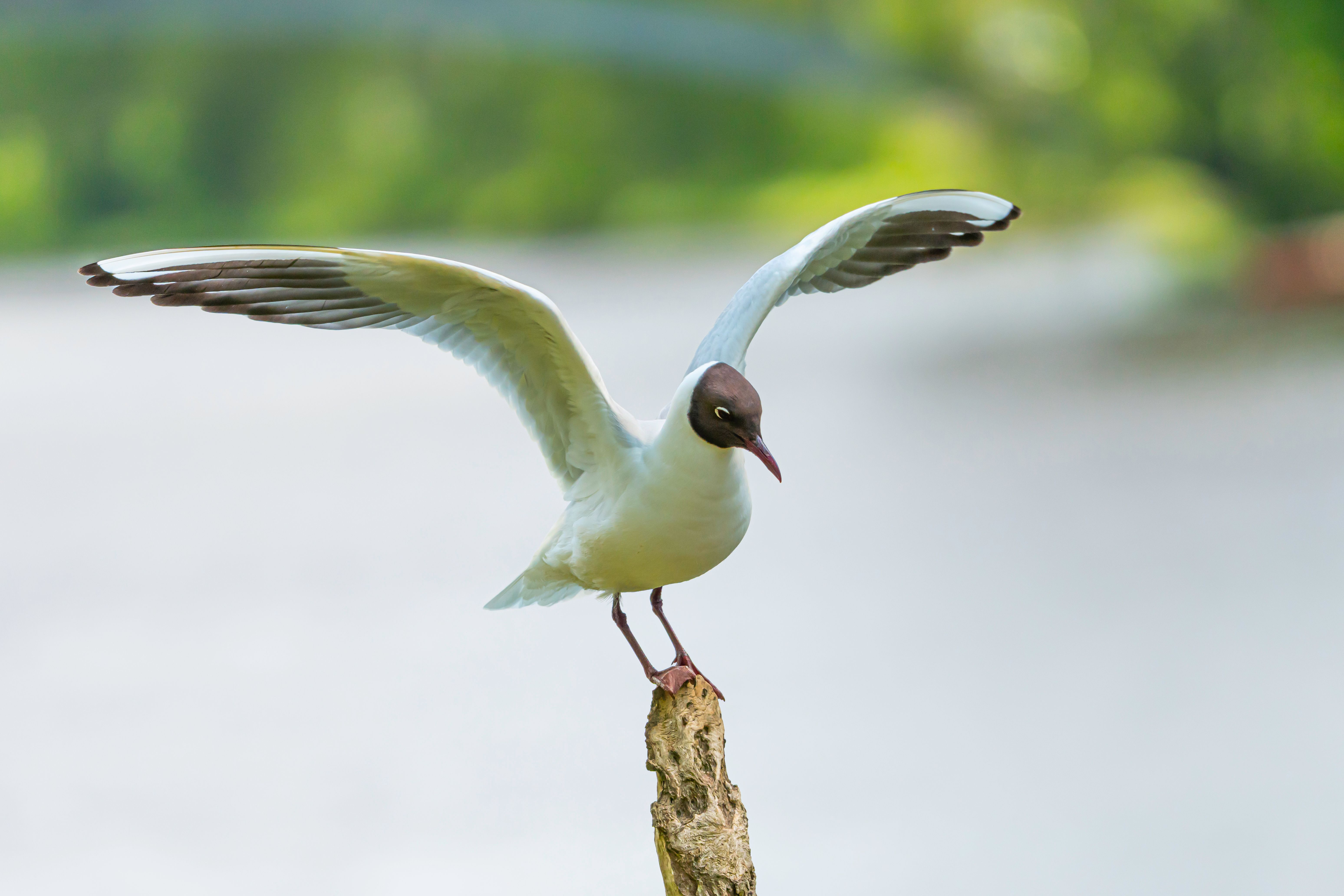 Reading animal behavior before you raise the camera — where the rule shows up in the field