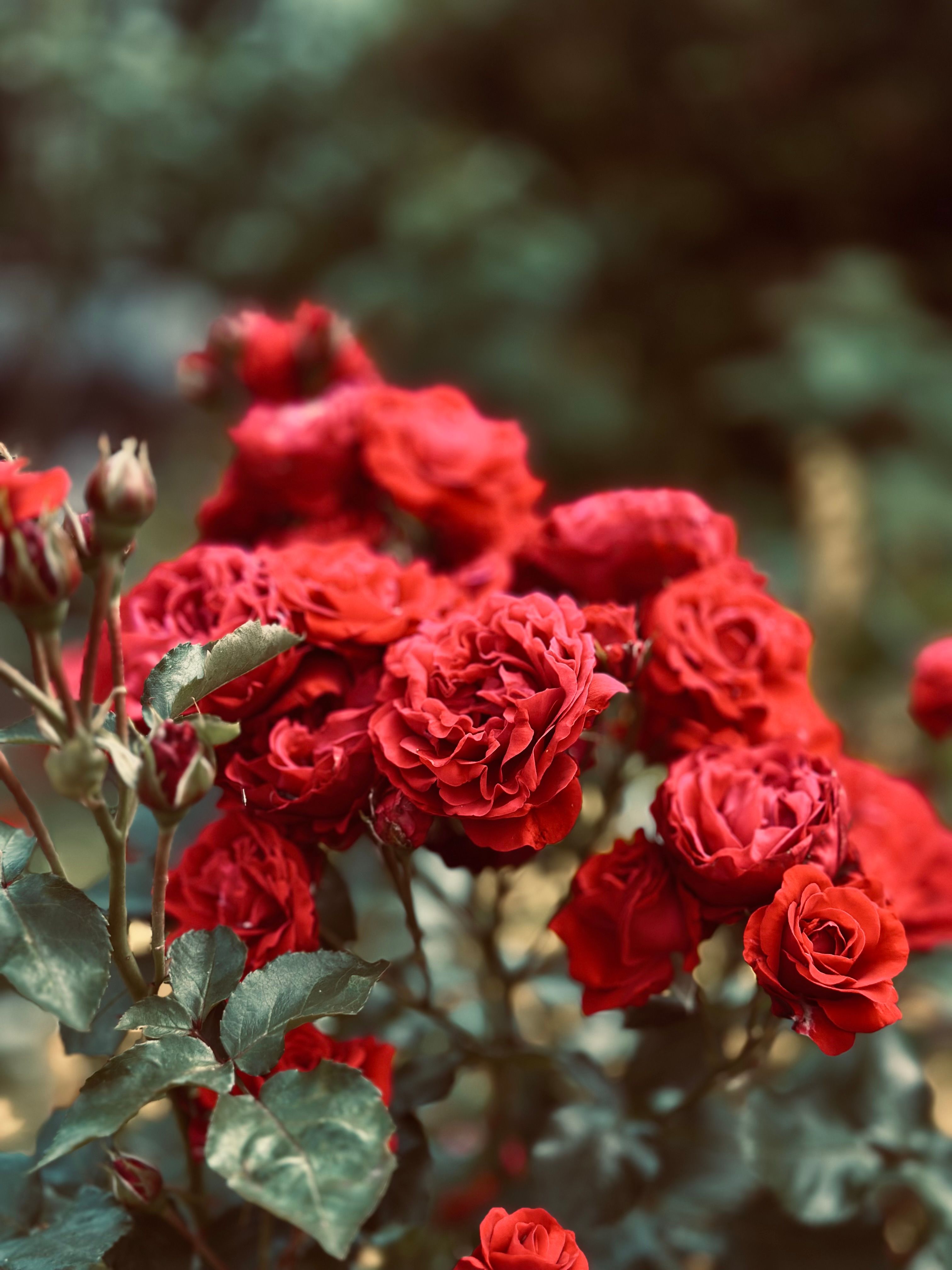 Red Roses · Free Stock Photo