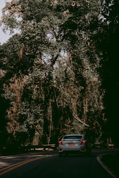 一辆汽车行驶在蜿蜒而绿树成荫的道路上，捕捉到了旅行的本质