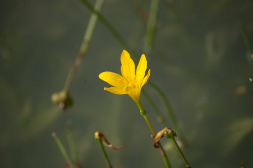 Foto stok gratis bunga, bunga bakung, lily kuning