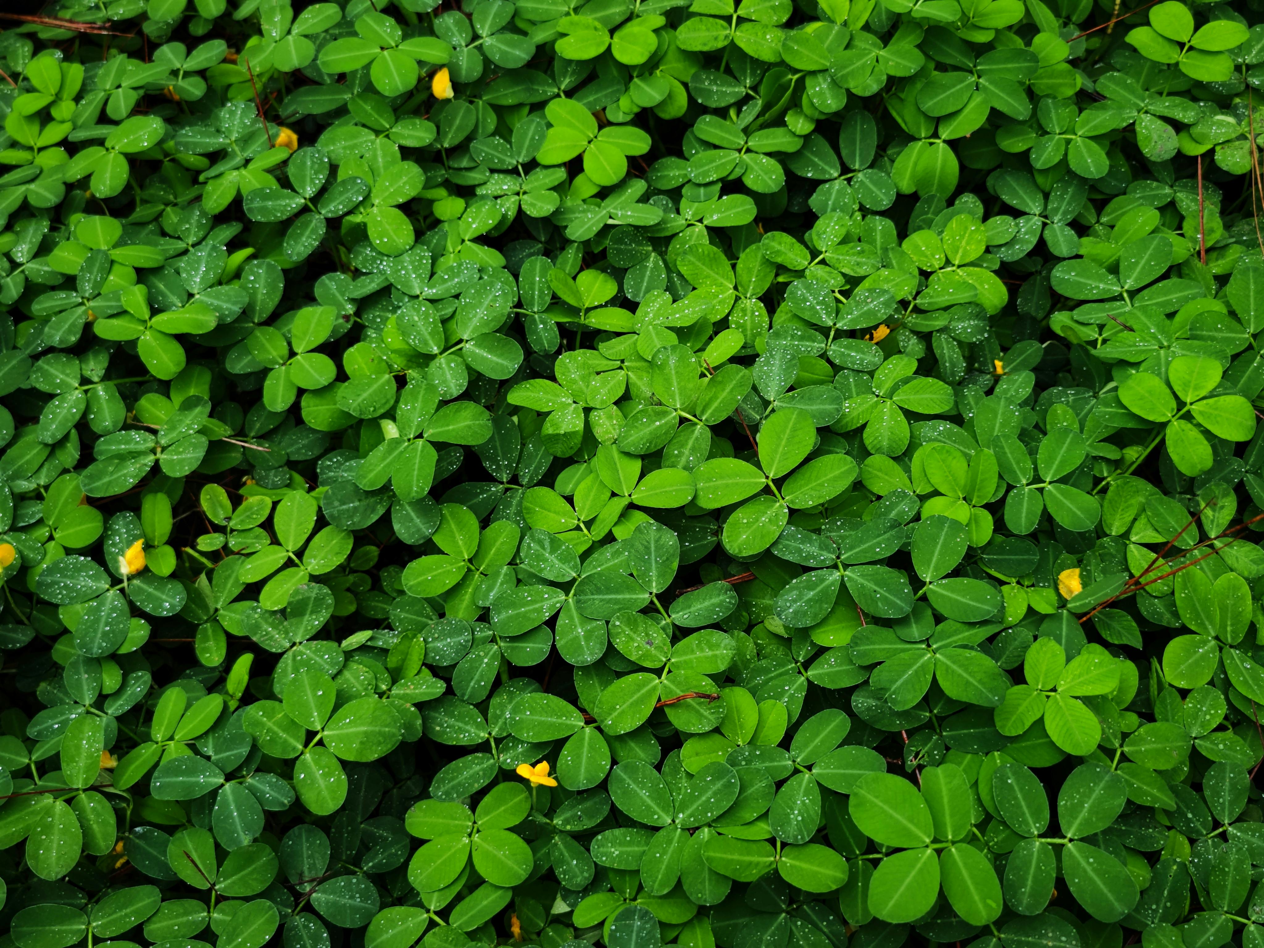 Kleesamen-Geheimnisse im Hochbeet – grüner Zauber für deinen Balkon!