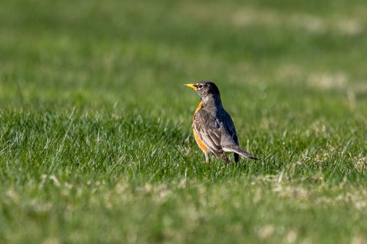 A close-up of an American robin standing on a vibrant green grass field, showcasing its natural beauty.