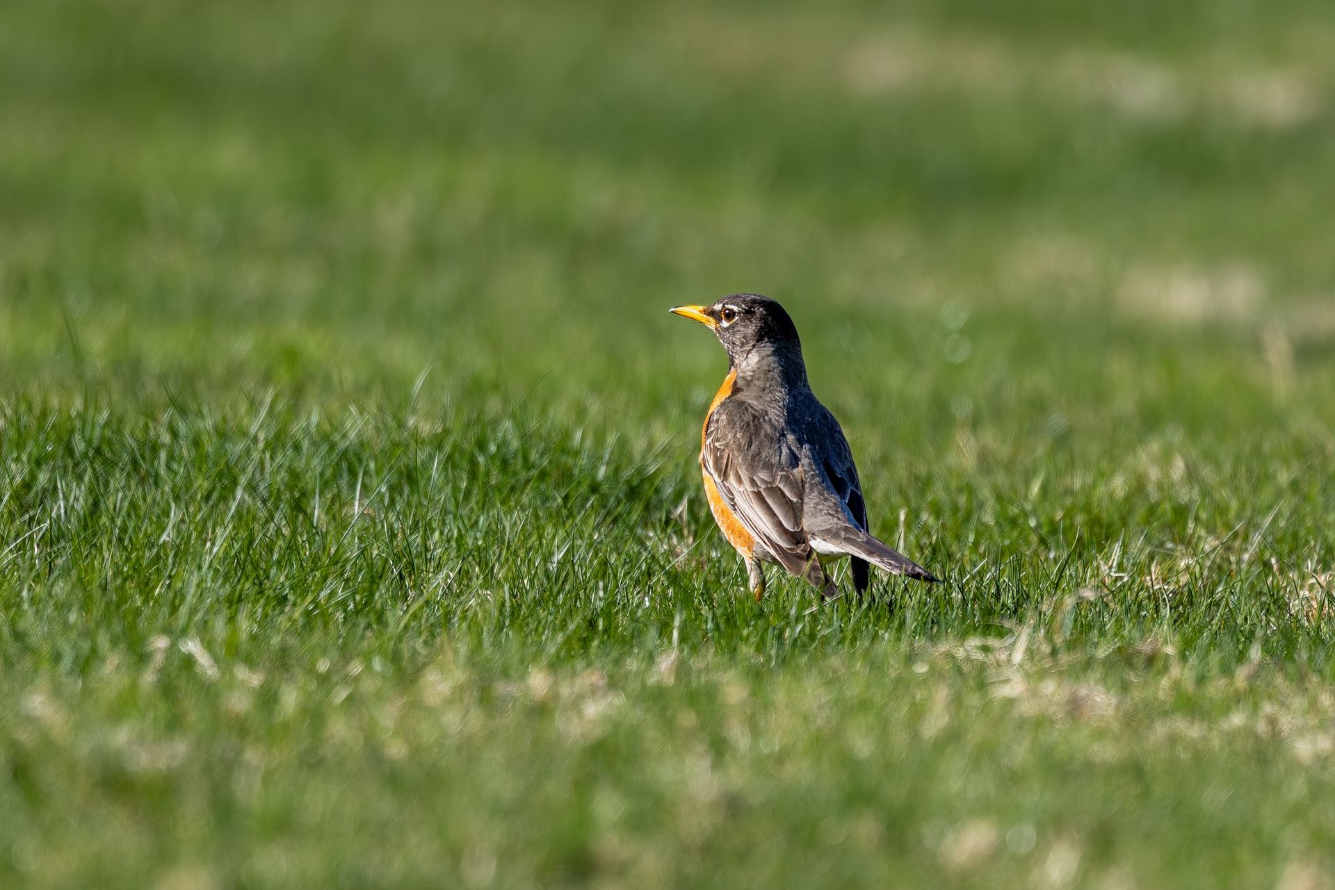 A close-up of an American robin standing on a vibrant green grass field, showcasing its natural beauty.