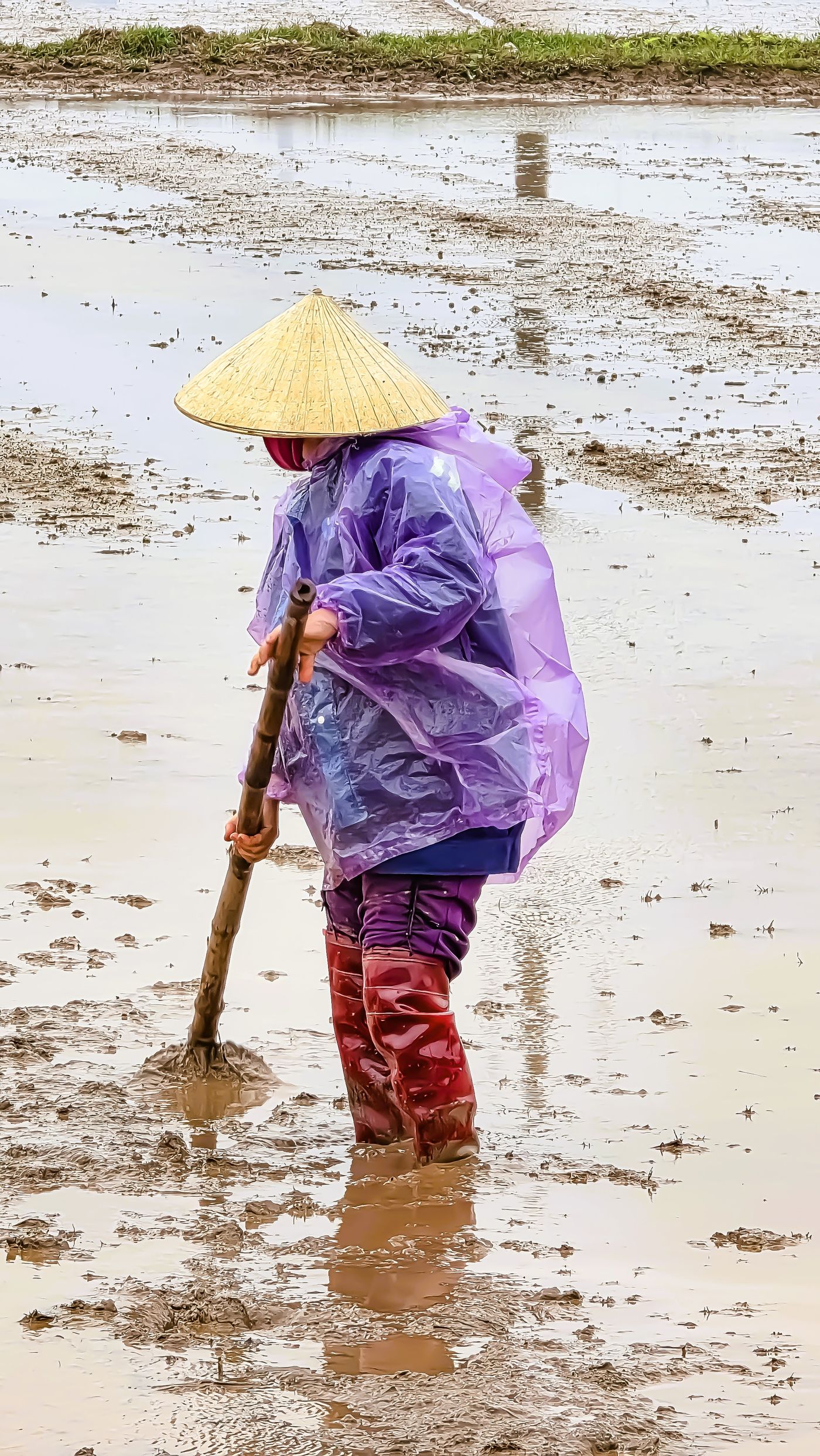 A farmer working in a flooded rice field