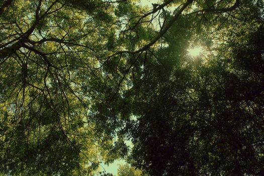 Sunlight streams through vibrant green tree canopy, creating a serene forest atmosphere.