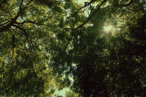 Free Sunlight streams through vibrant green tree canopy, creating a serene forest atmosphere. Stock Photo