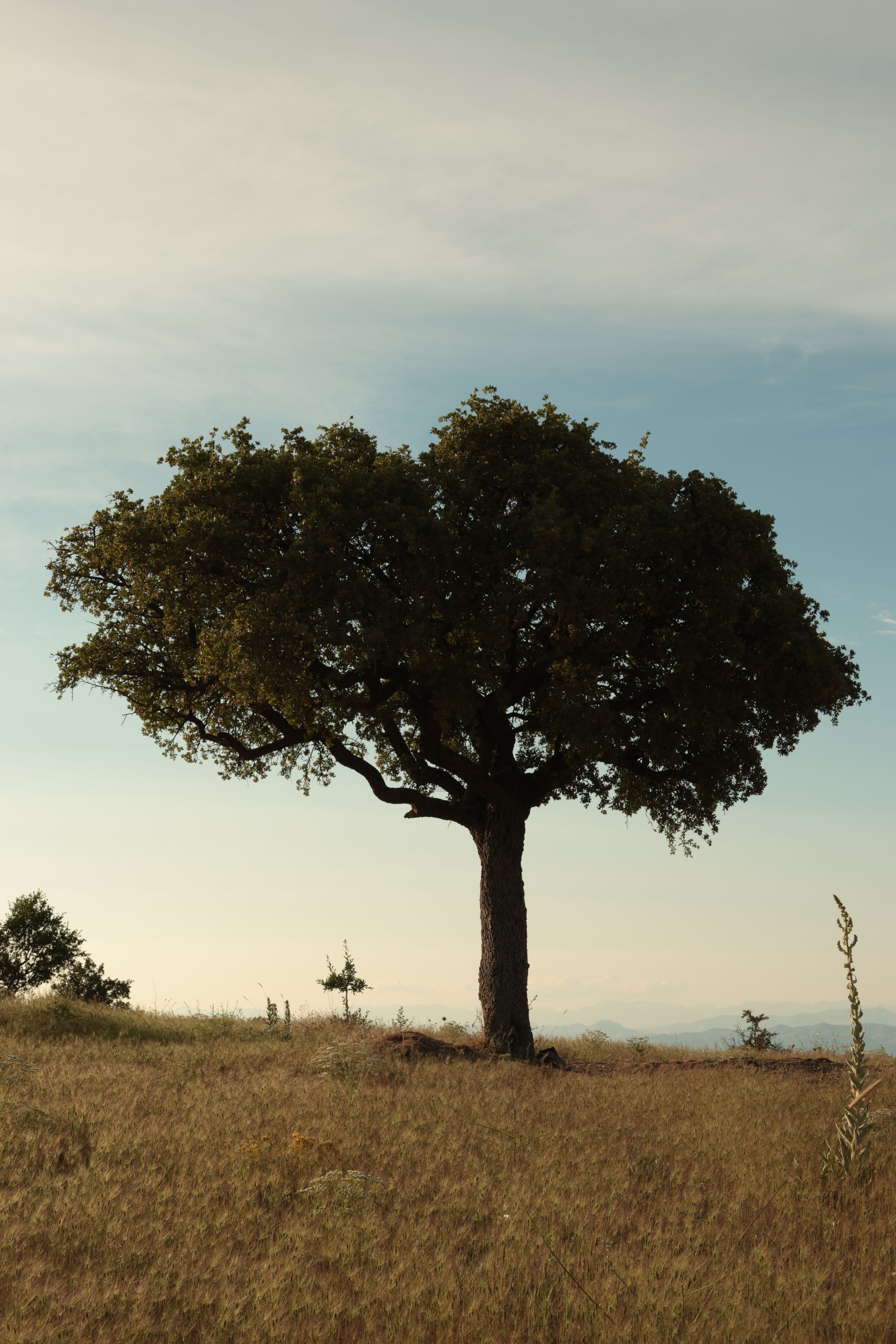 Solitary Oak Tree in Tranquil Meadow at Dusk · Free Stock Photo