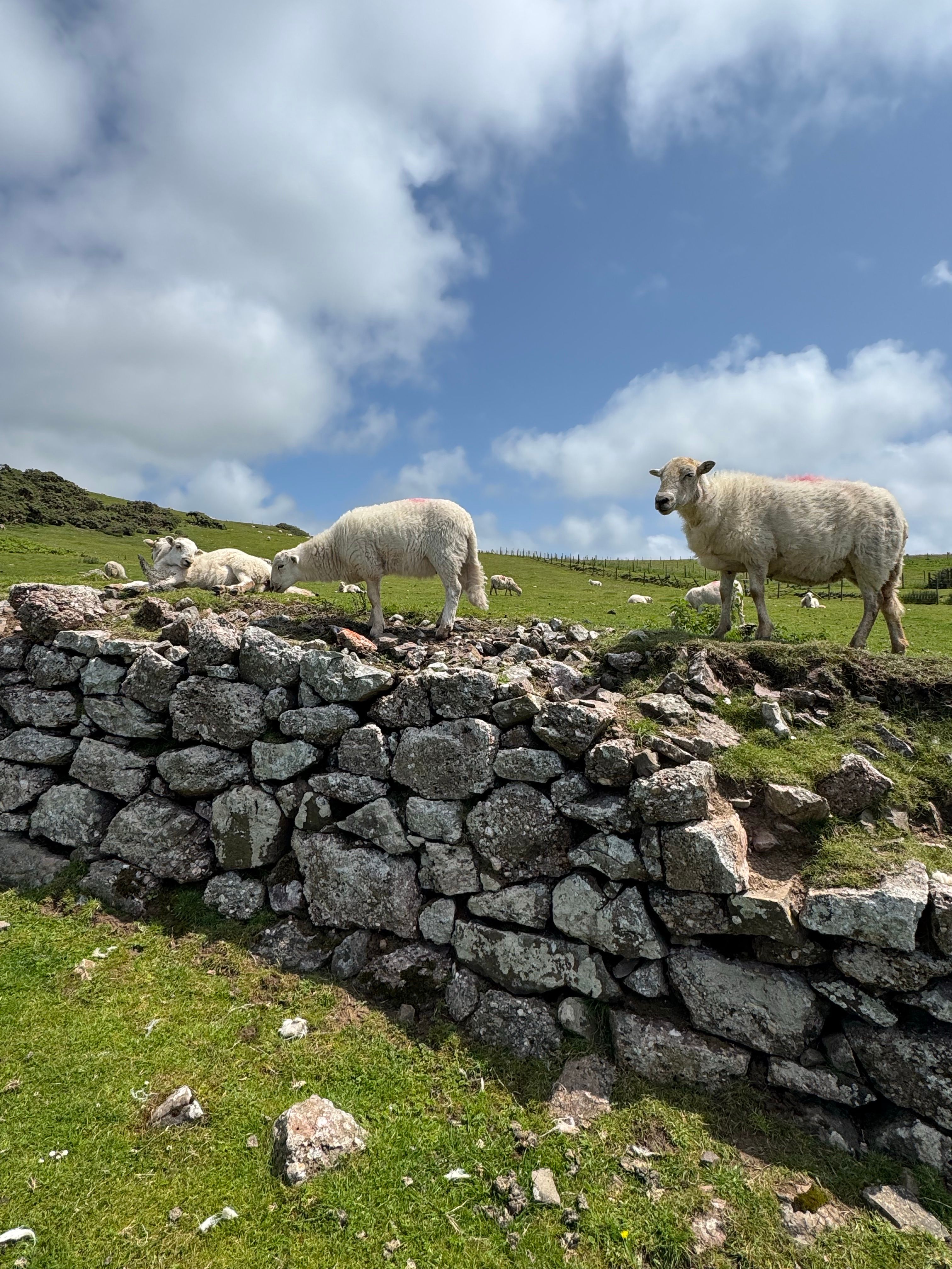 Sheep Grazing on Stonewall Hillside · Free Stock Photo