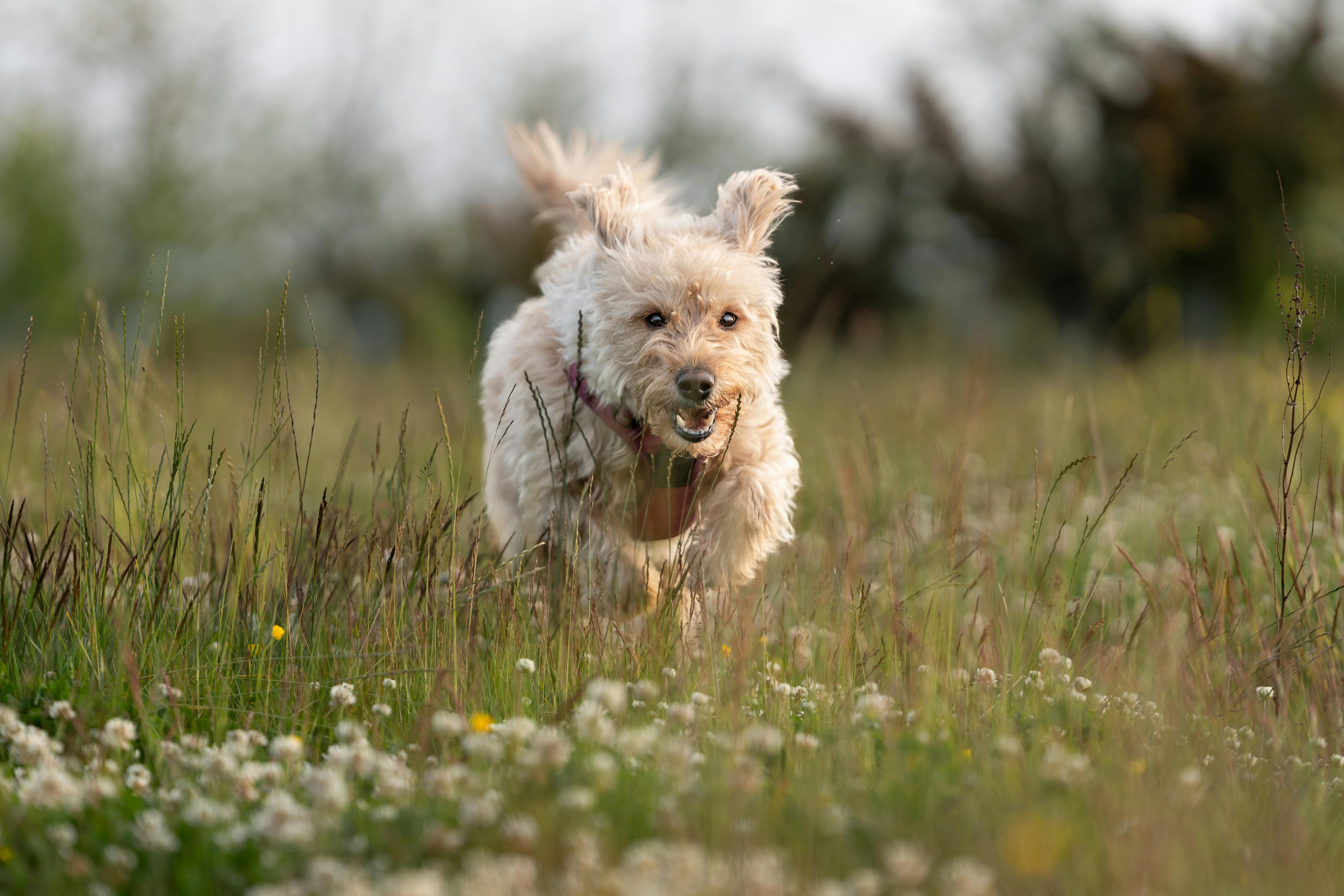 Stella &amp; Chewy’s turns rescue-dog devotion into a global benchmark for pet food safety — Photo by Karl  Byron on Pexels