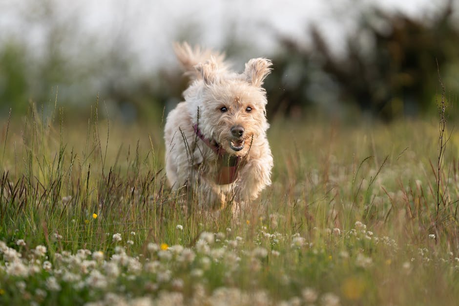 강아지 관련 이미지