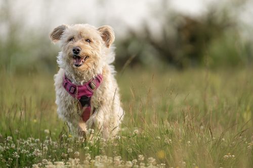 Free Cheerful dog in a field of wildflowers, enjoying a sunny day. Stock Photo