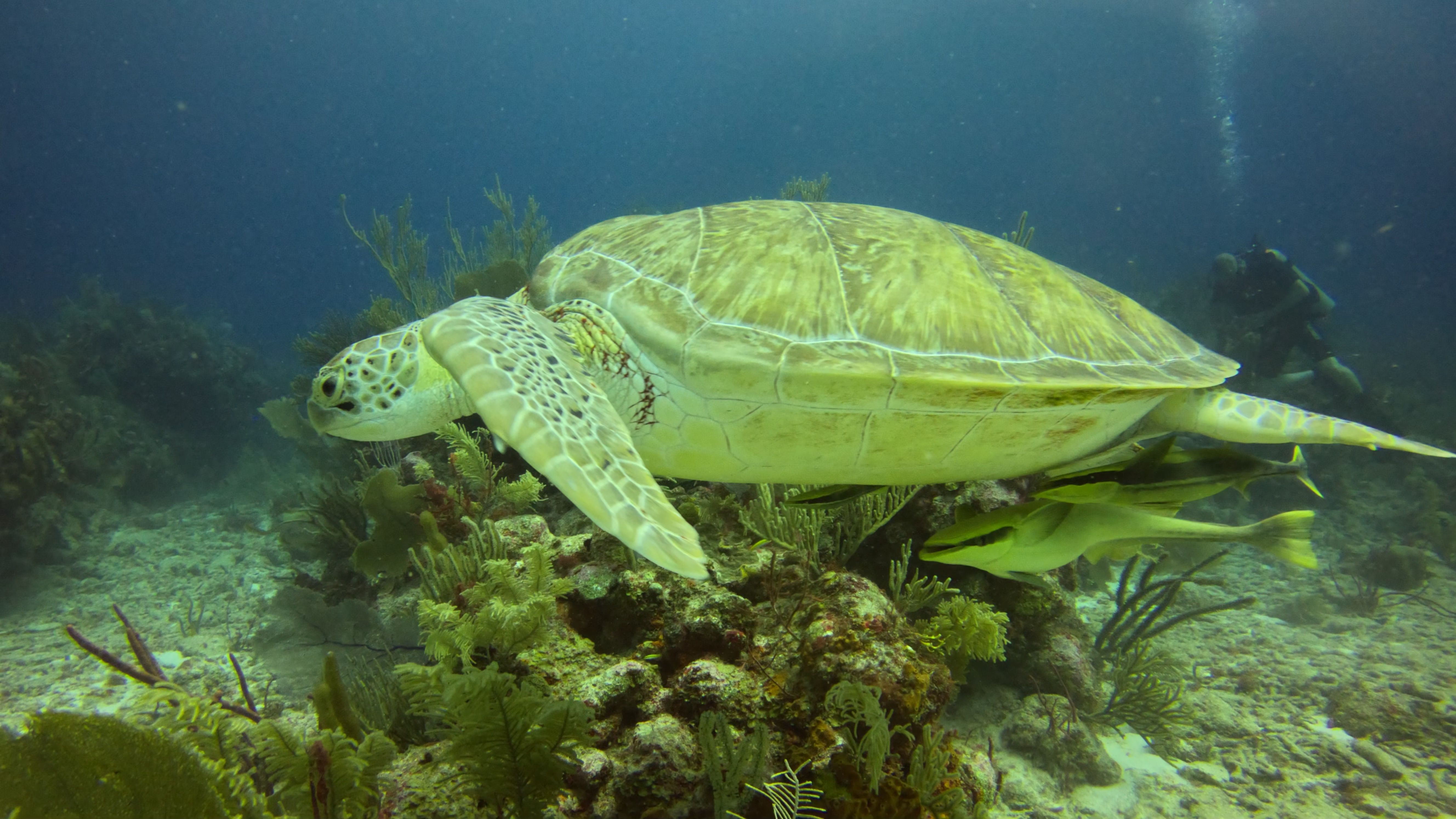 Riviera Maya en amoureux