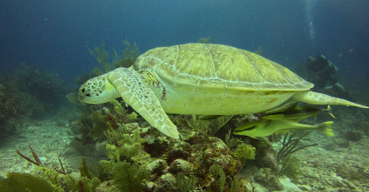 Une tortue verte nageant au-dessus du récif à Akumal, au Mexique