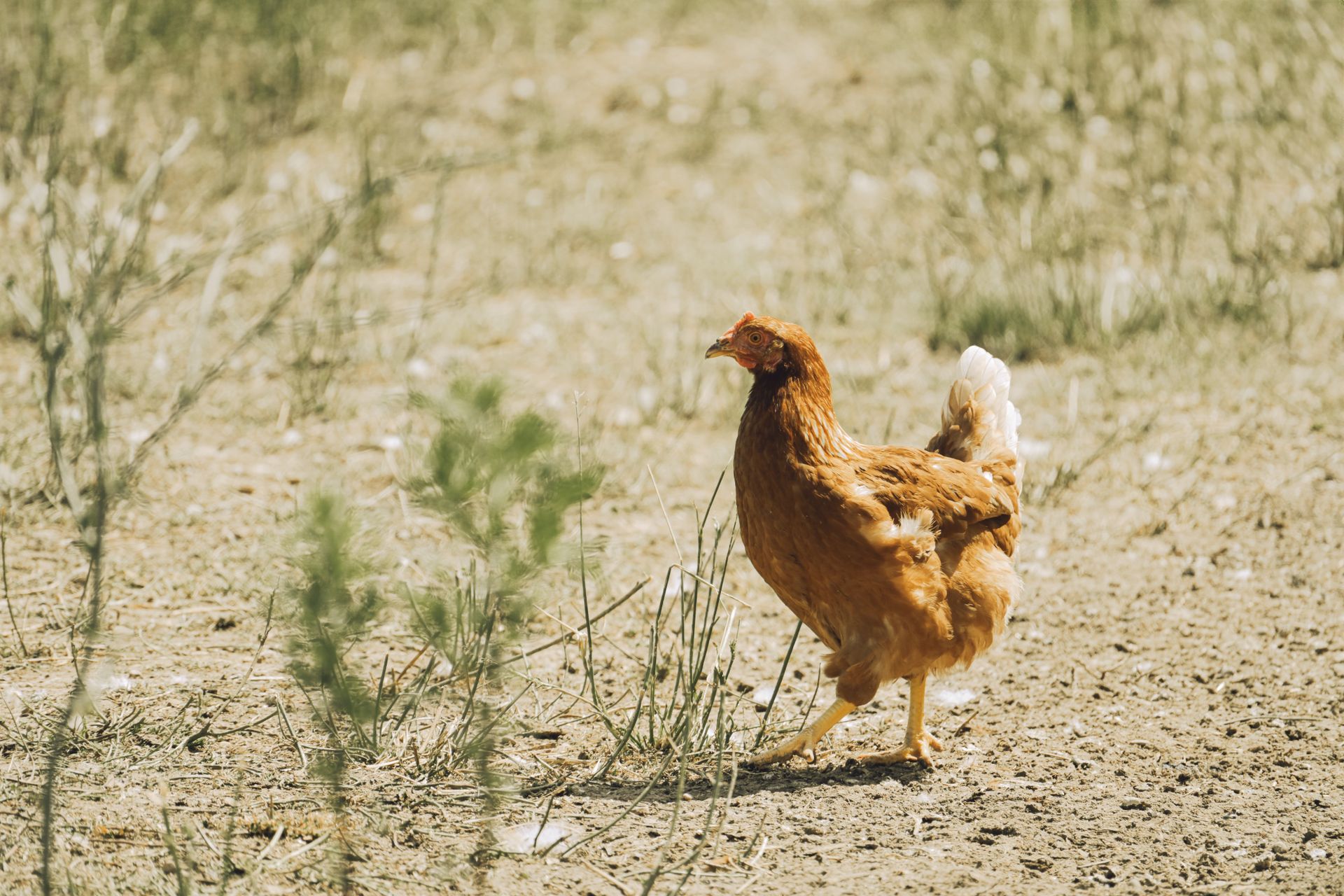 A free range chicken strolls on a sunny farm meadow, showcasing natural poultry farming.