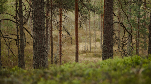 A tranquil scene of towering pine trees in a lush, untouched forest setting.