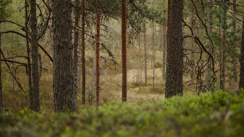 Free A tranquil scene of towering pine trees in a lush, untouched forest setting. Stock Photo