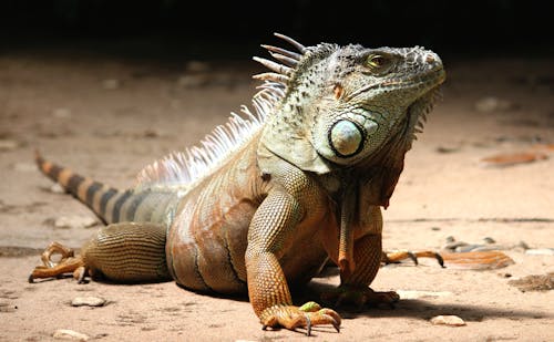 Close-up of a Iguana