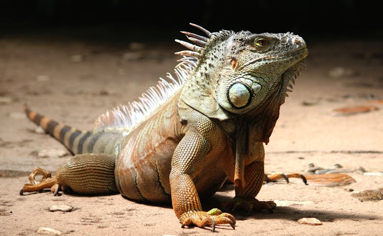 Close-up Of A Iguana