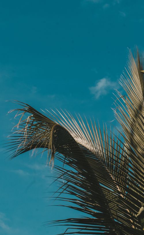 Free Close-up of a sunlit palm leaf with a vibrant blue sky backdrop, capturing tropical vibes. Stock Photo