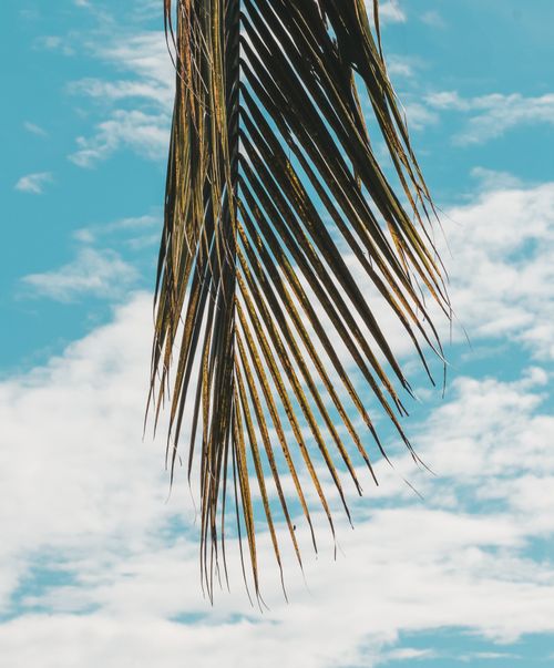 Free A single palm leaf captured against a vibrant blue sky with scattered clouds, evoking a tropical vibe. Stock Photo