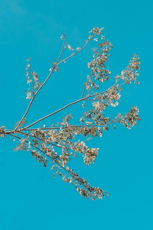 Free A single leafy branch set against a vibrant blue sky with minimalistic style. Stock Photo