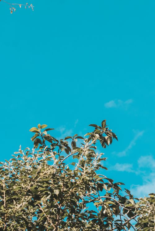 Free Vibrant blue sky highlighting lush green foliage, symbolizing nature's beauty in summer. Stock Photo