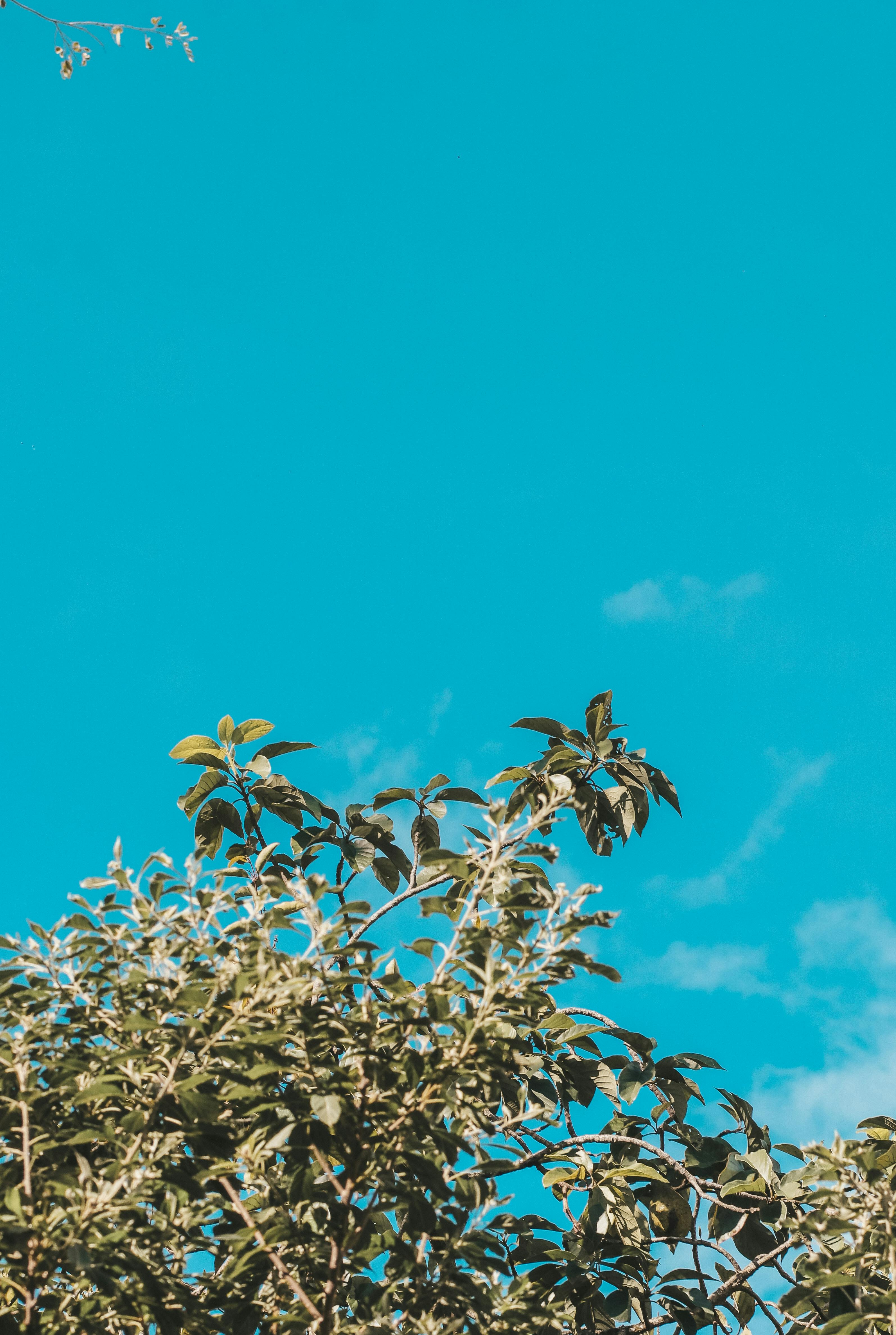 grátis Céu azul vibrante destacando a folhagem verdejante, simbolizando a beleza da natureza no verão. Foto profissional