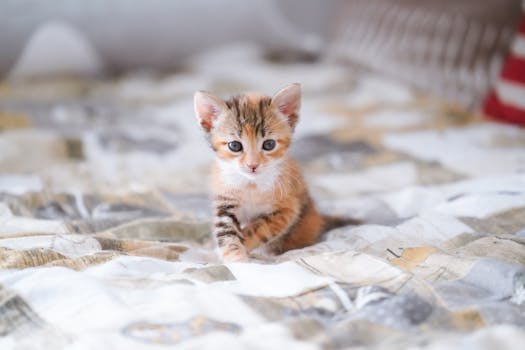 Cute kitten sitting on a patterned bedspread. Perfect for pet lovers.