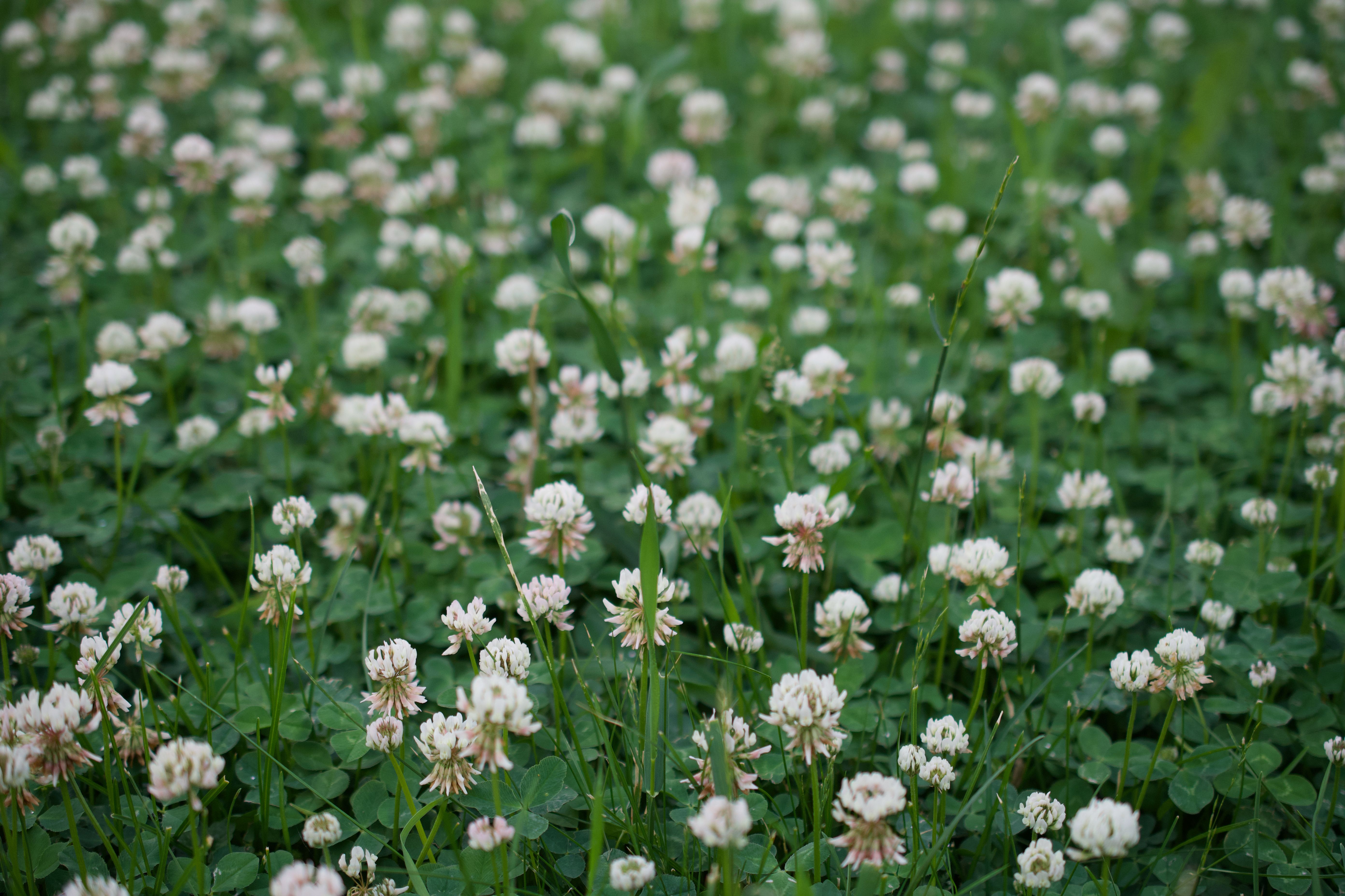 A serene field of white clover blossoms creating a tranquil summer landscape.