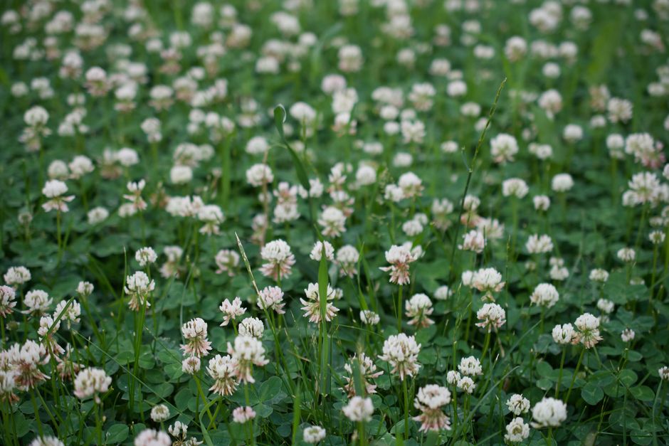 A serene field of white clover blossoms creating a tranquil summer landscape.