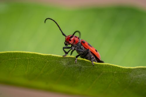 Free Close-up image of a red milkweed beetle (Tetraopes tetrophthalmus) perched on a green leaf, showcasing nature's details. Stock Photo