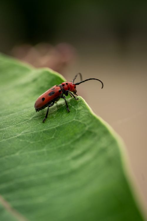Free Close-up of a red milkweed beetle on a green leaf, showcasing its vibrant color and detail. Stock Photo