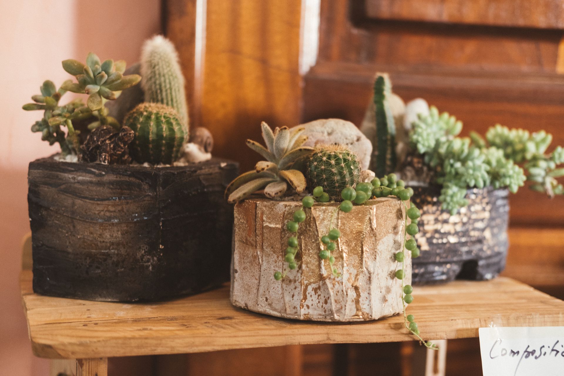 Artistic arrangement of succulents and cacti in rustic pots, showcasing diverse plant textures indoors.