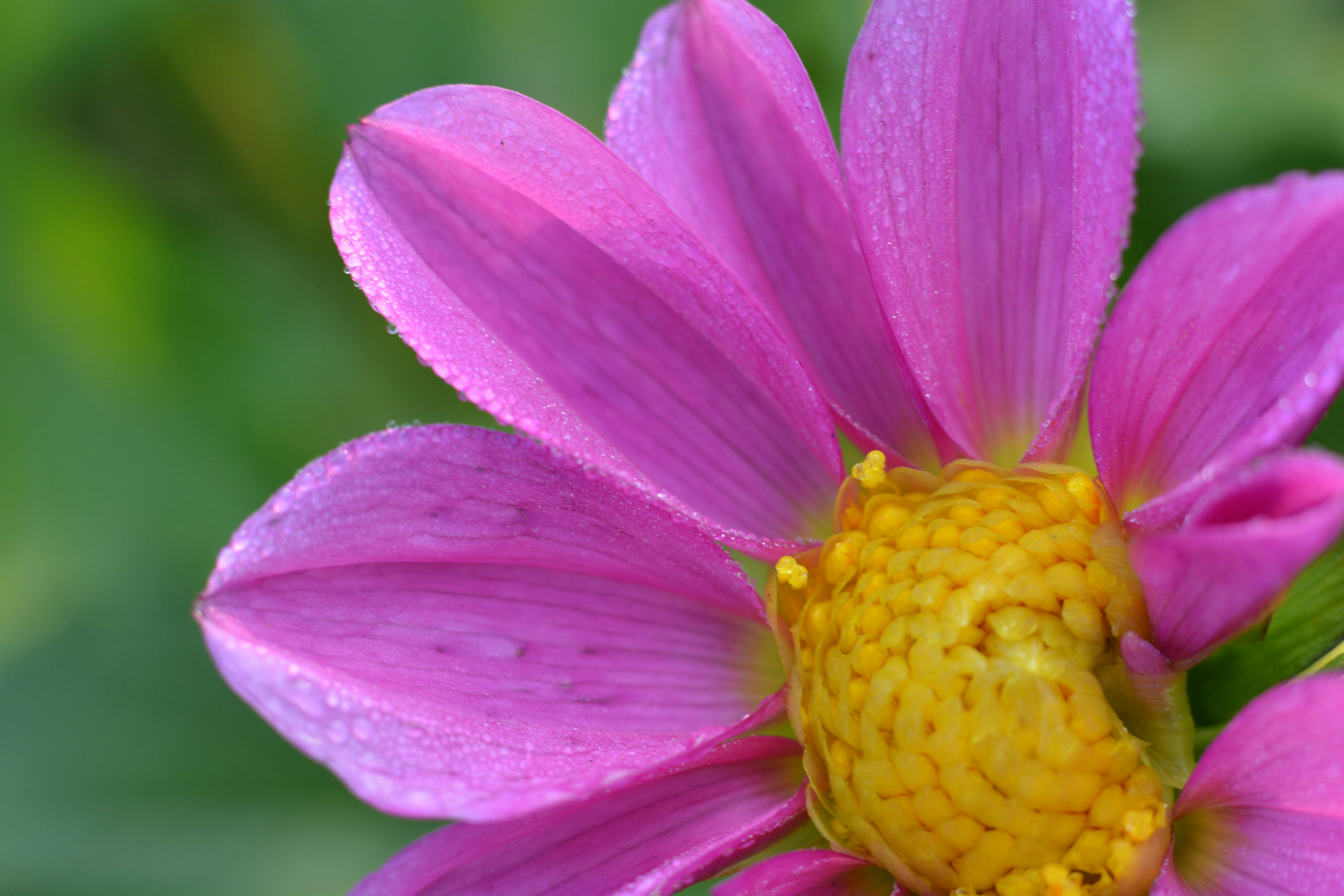 Exclusive Tips for Flower Arrangements