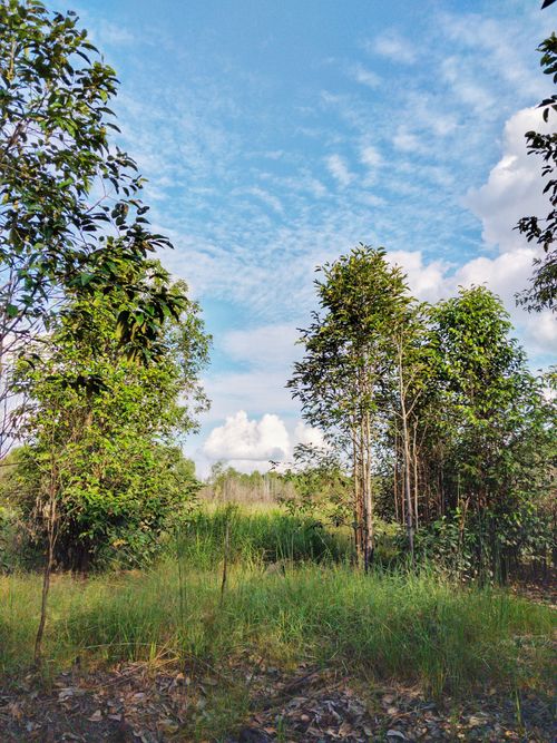 Free Serene forest scene with lush trees and vibrant blue sky, perfect for nature and travel themes. Stock Photo